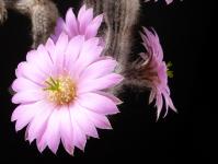 Thumbnail of 1082_Wilcoxia schmollii_20160501_03(1).JPG